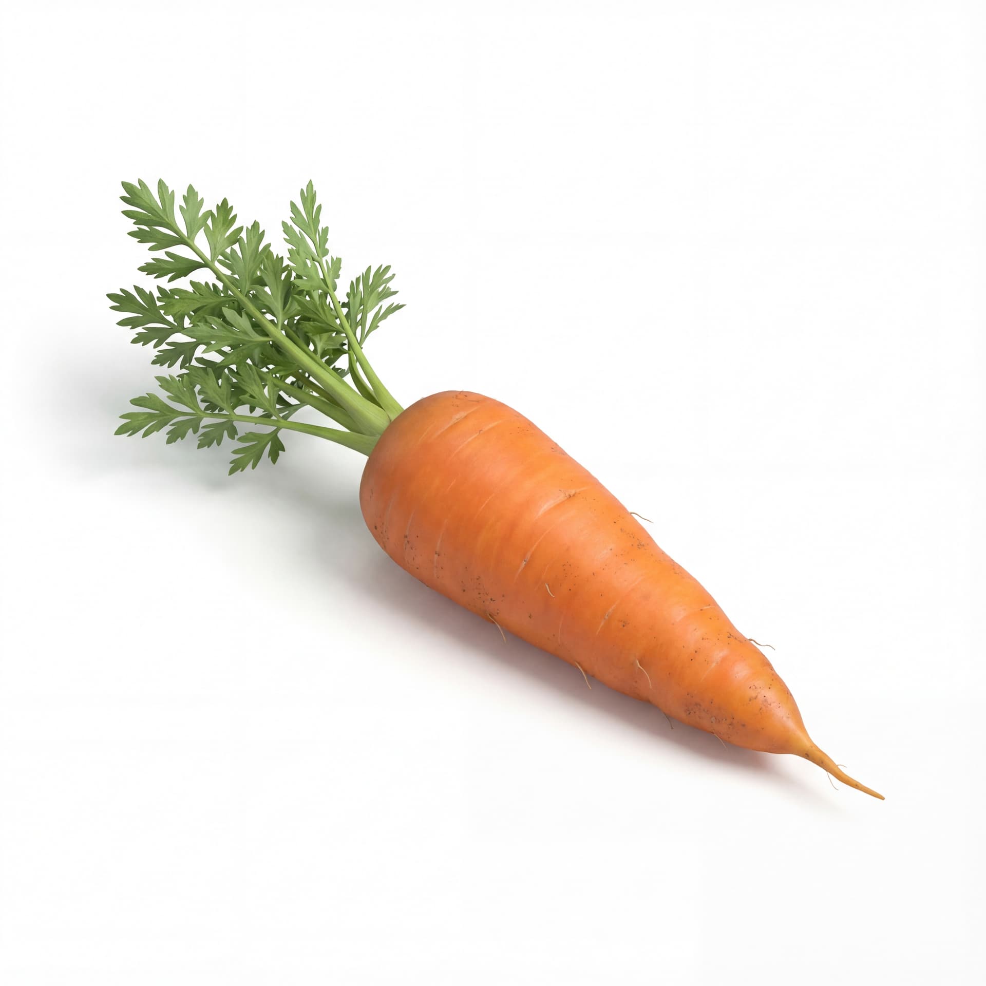 carrot